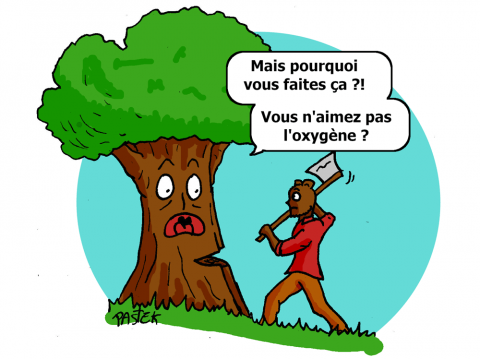 img17 couper un arbre