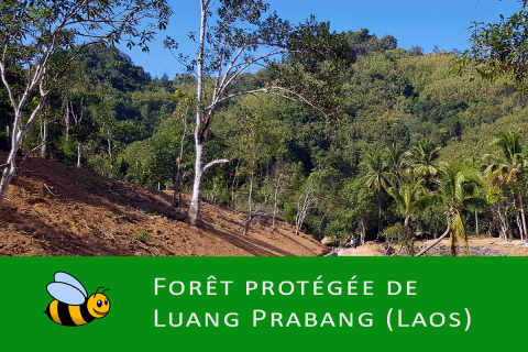 Forêt au Laos