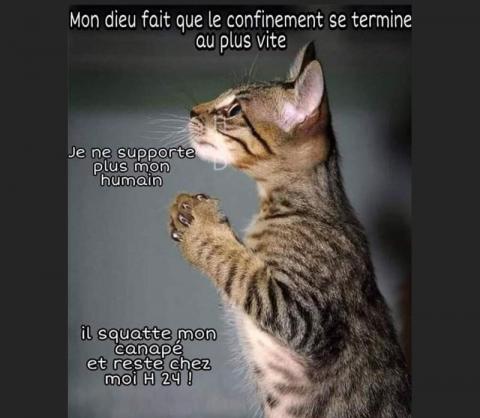 chat qui prie