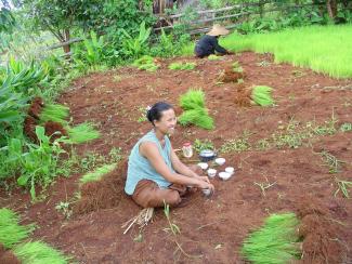 Laos cultures biologiques